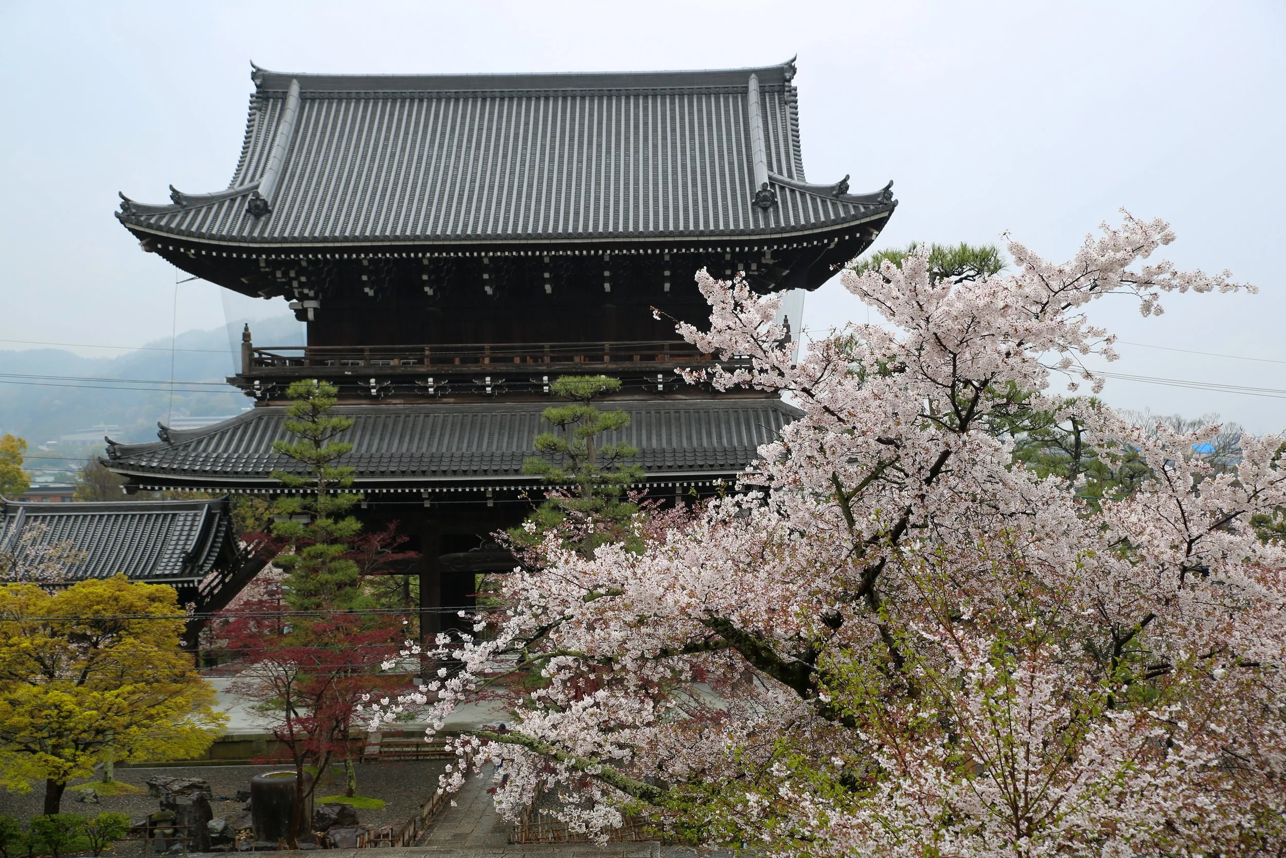 桜 maxresdefault.jpg